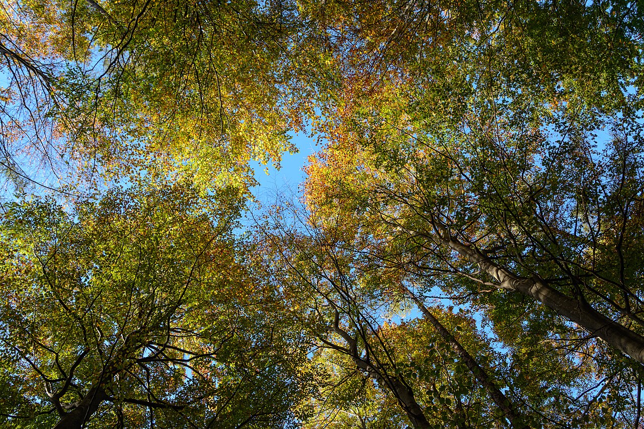 Fagus sylvatica