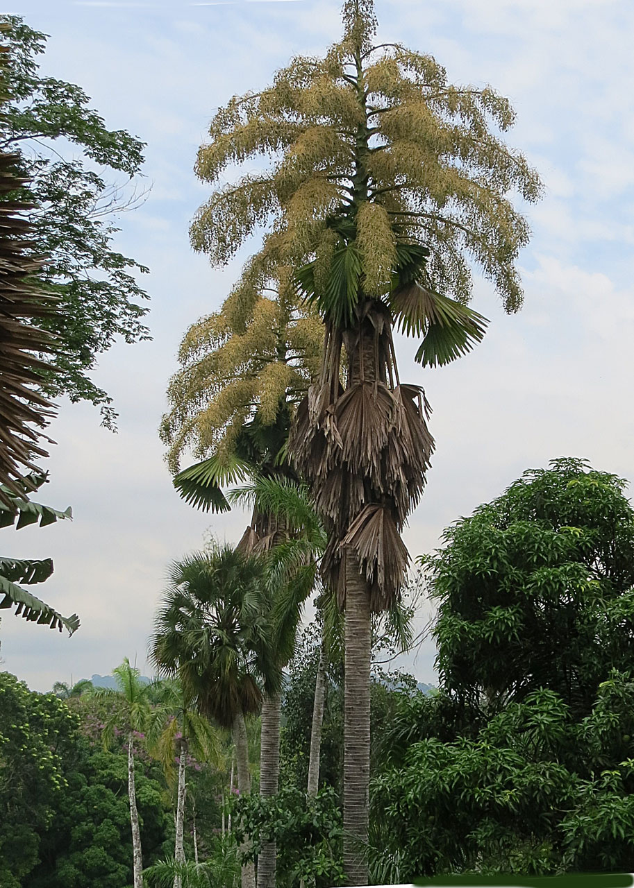 Corypha umbraculifera
