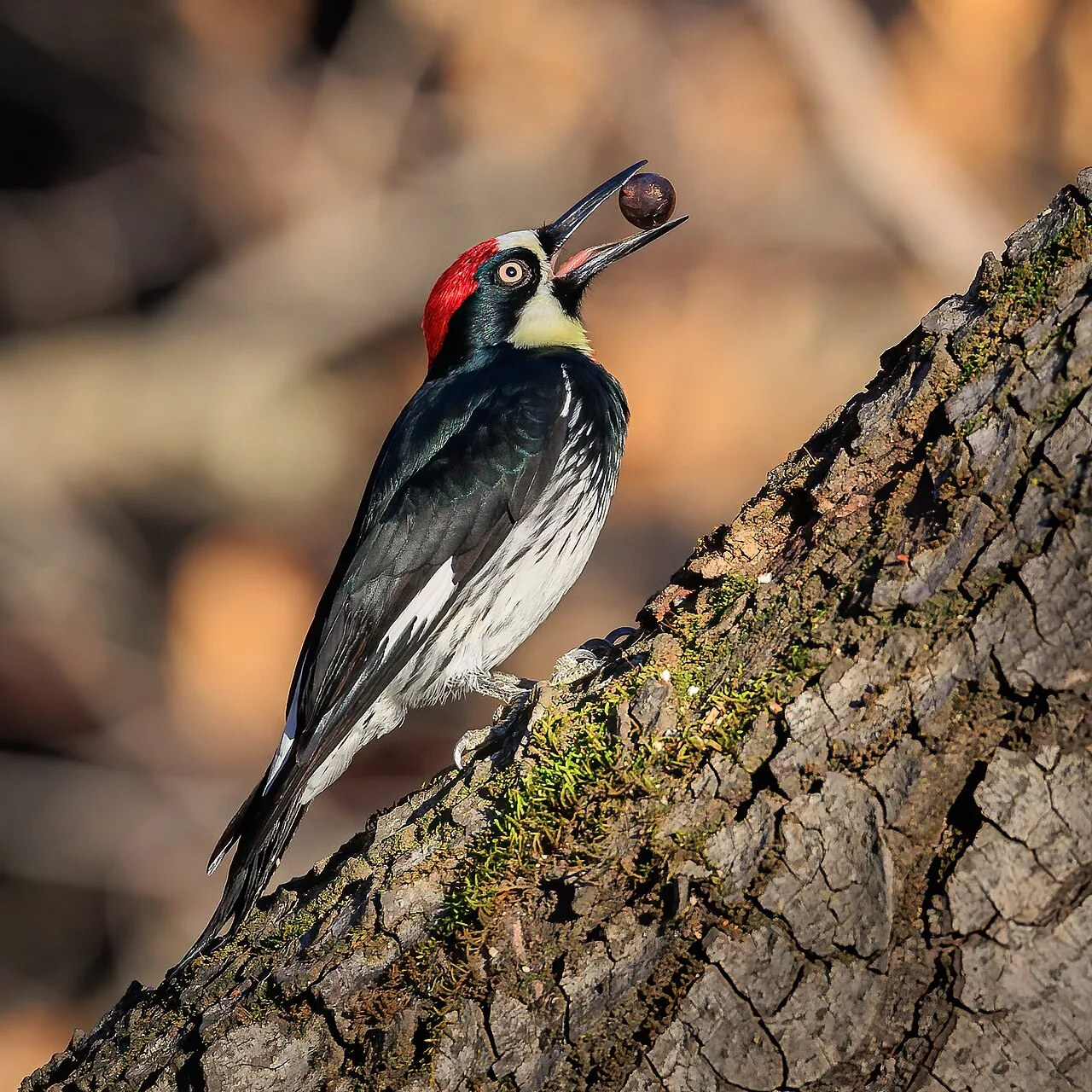Beak (band)