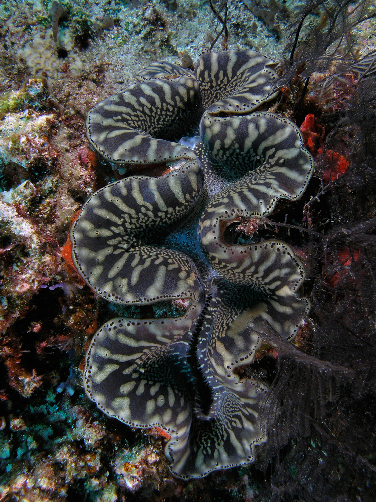 Komodo National Park