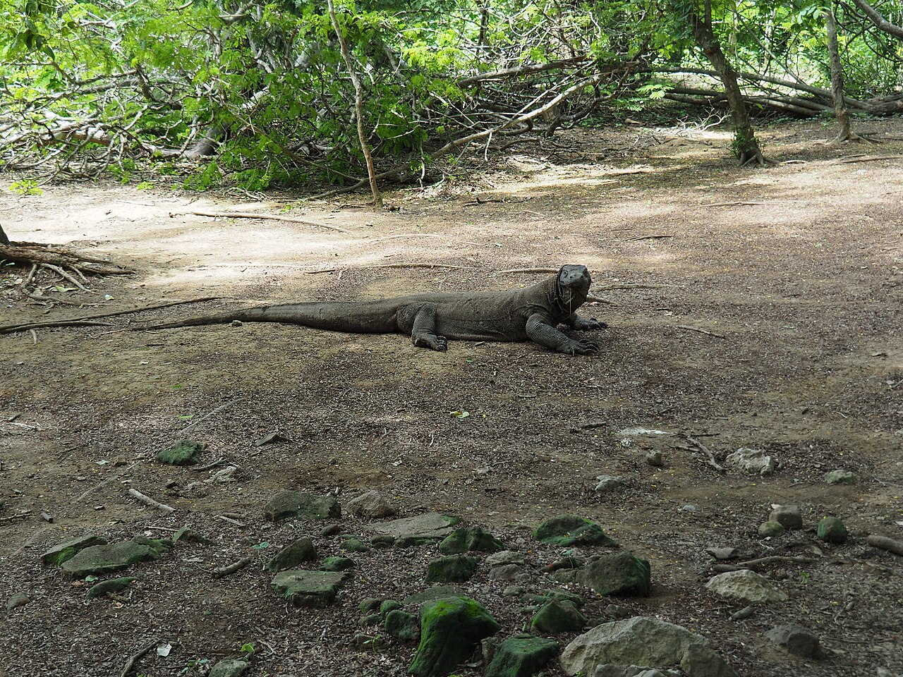 Komodo National Park