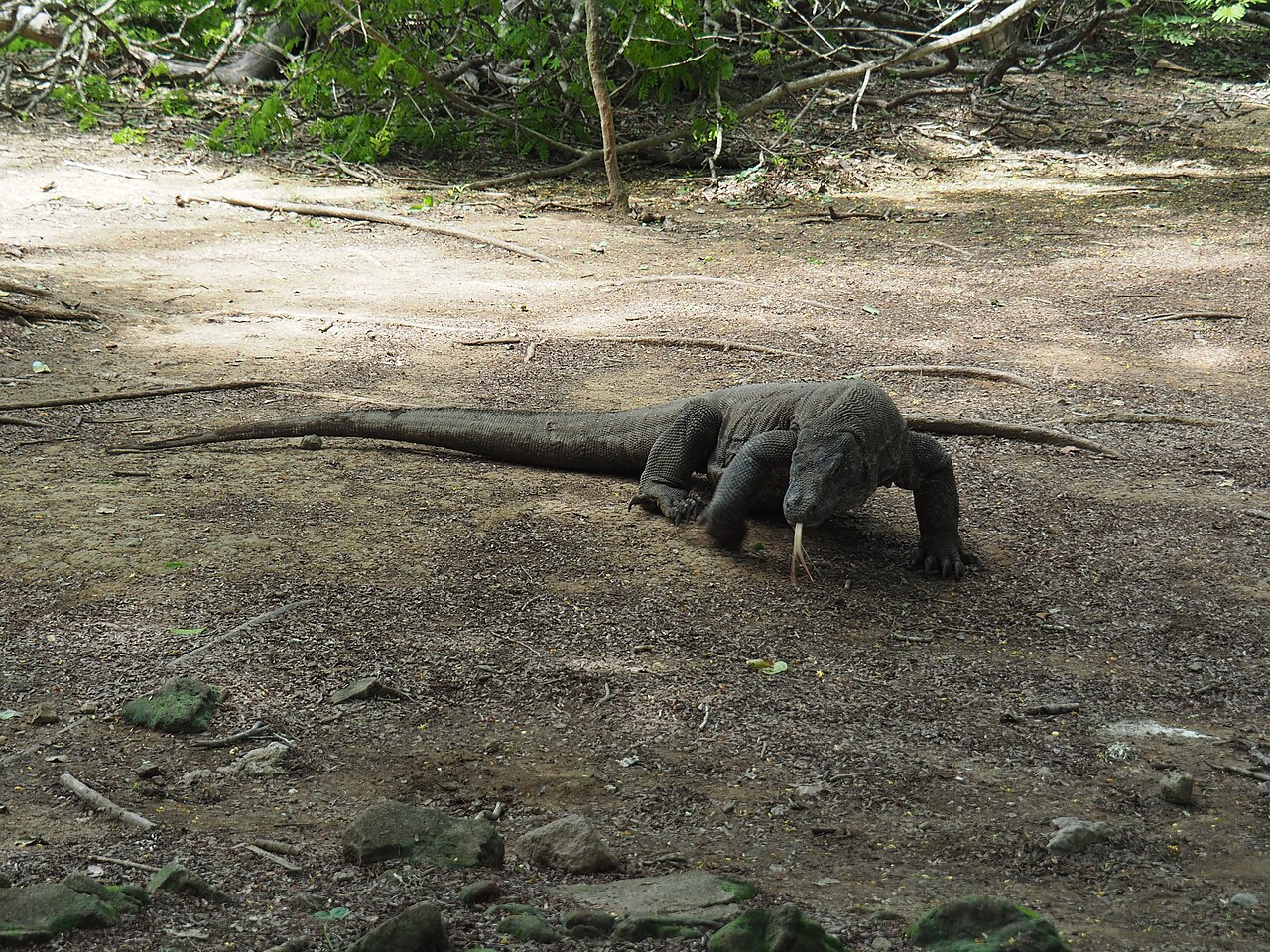 Komodo National Park