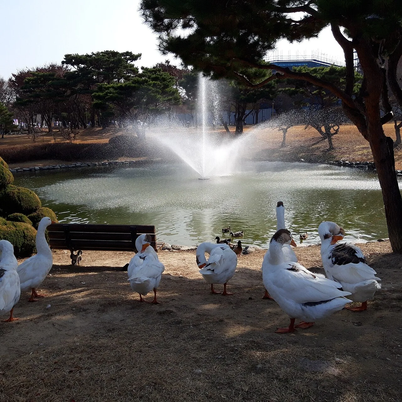 KAIST