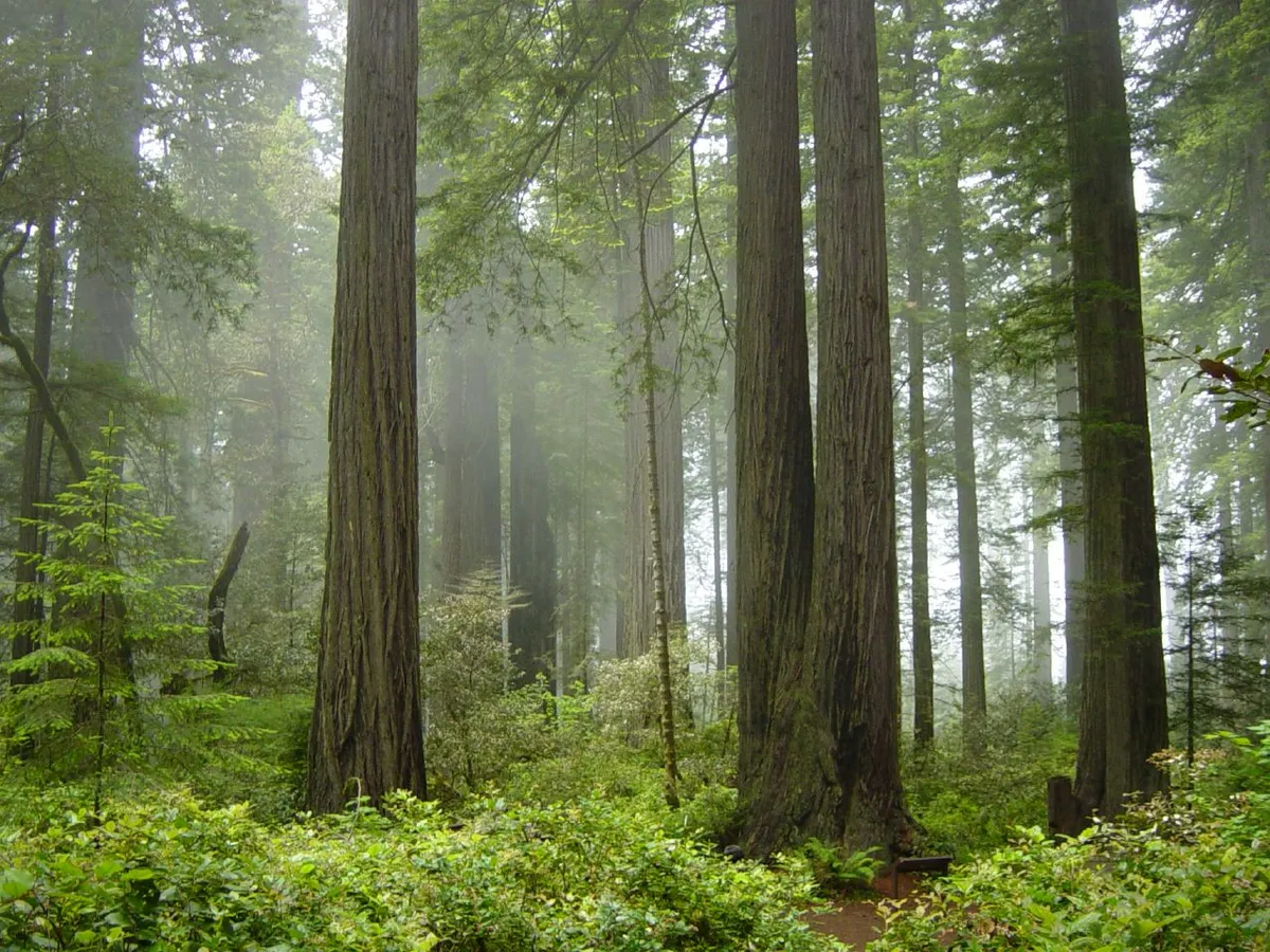 Redwood