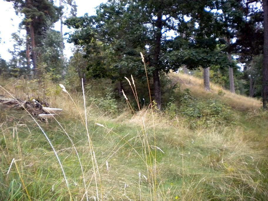 Beorn Ironside barrow 2009 (4)