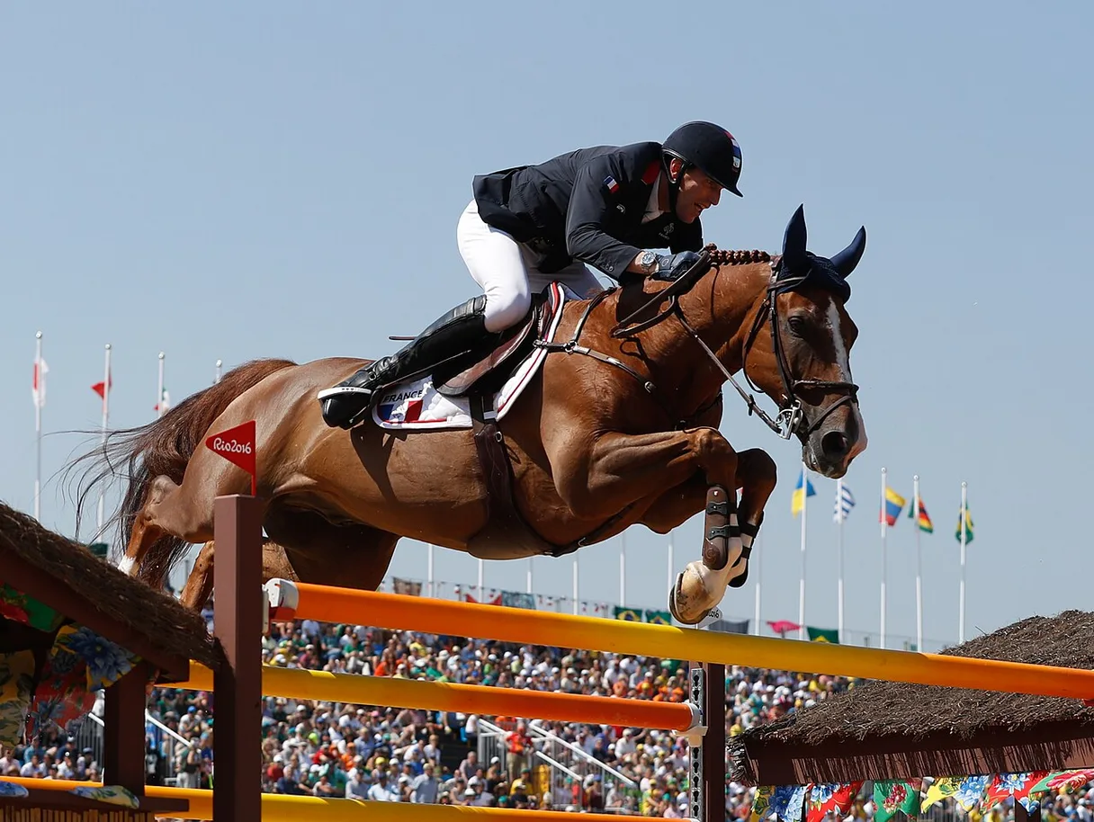 Belgian Sport Horse