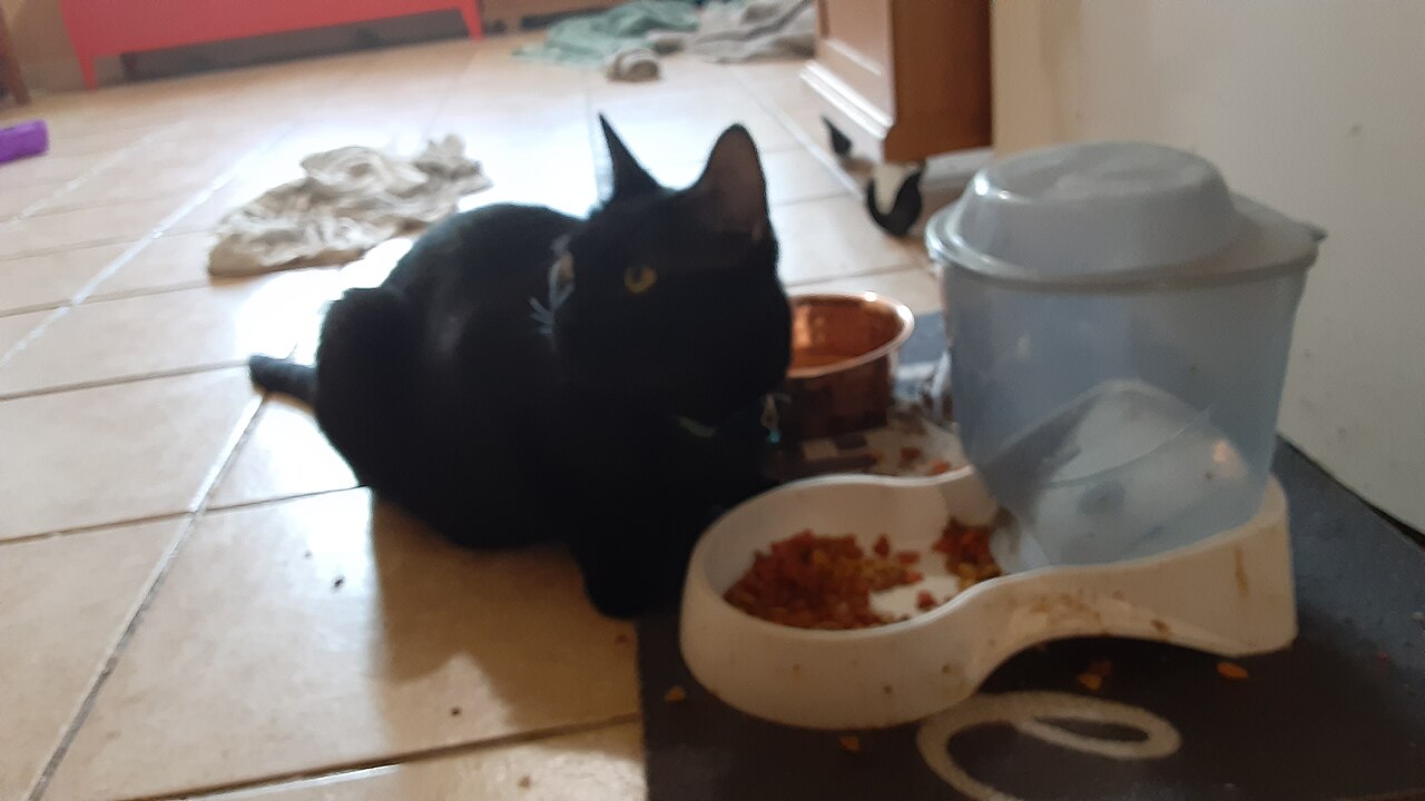 Black cat