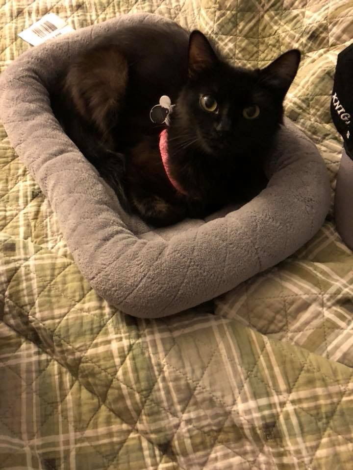 Black cat