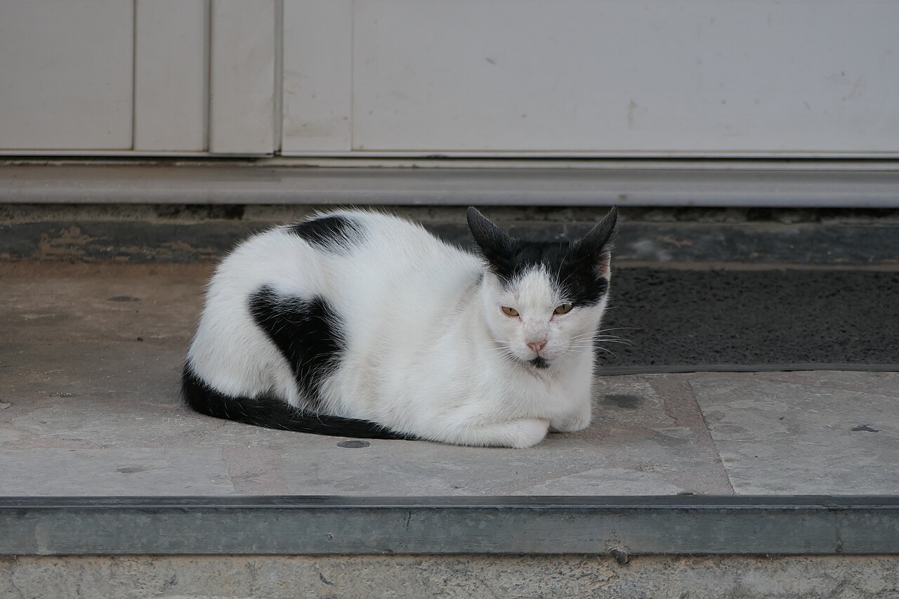 Black cat
