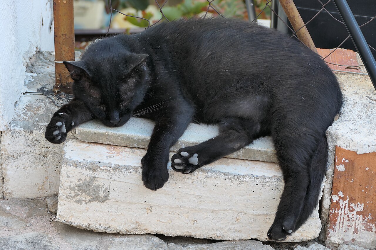 Black cat