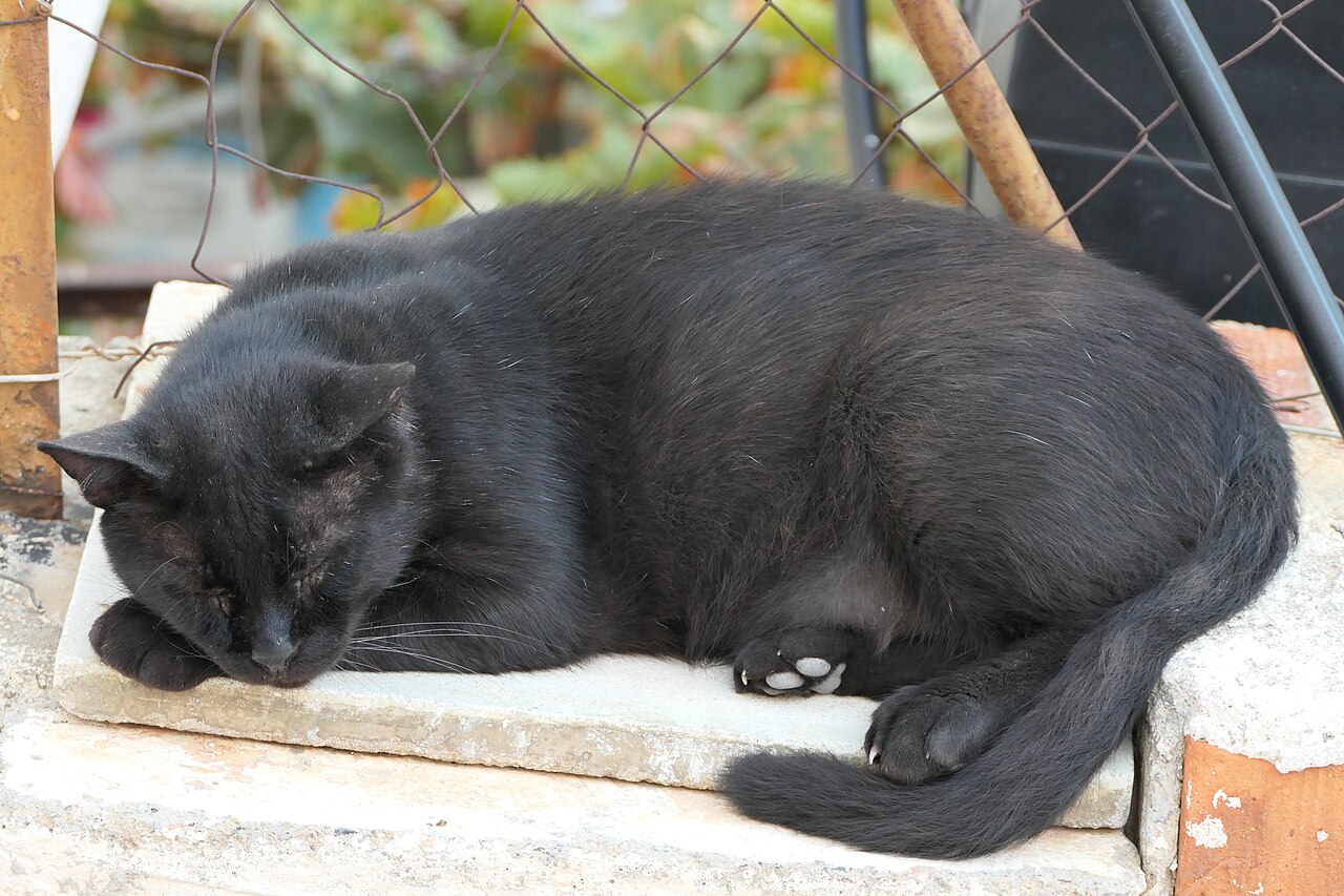 Black cat