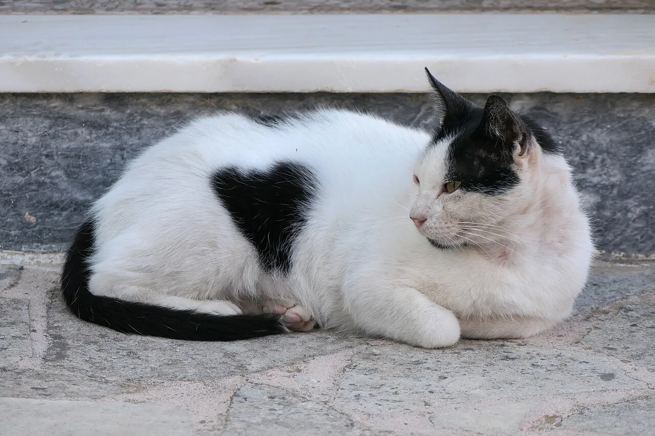 Black cat