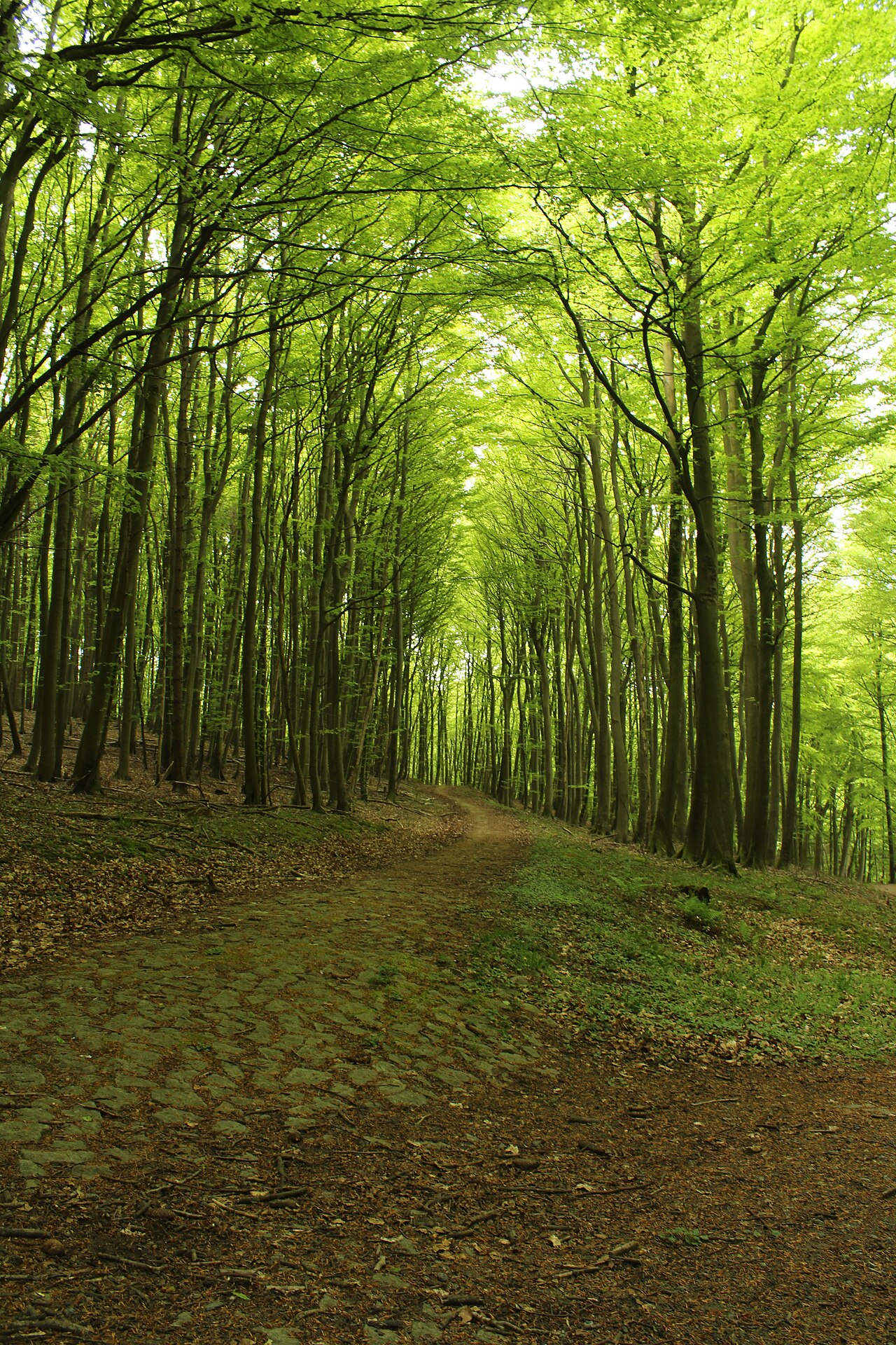Ancient and Primeval Beech Forests of the Carpathians and Other Regions of Europe