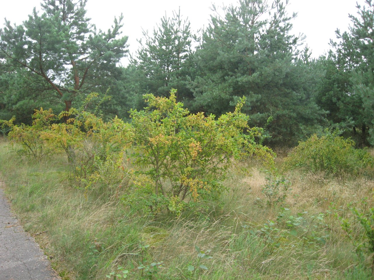 Curonian Spit