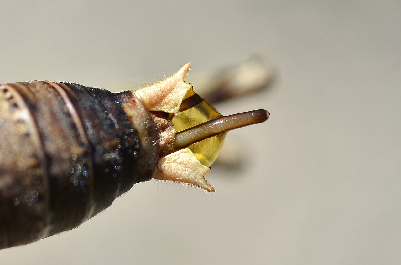 Nematomorpha