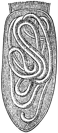 Nematomorpha