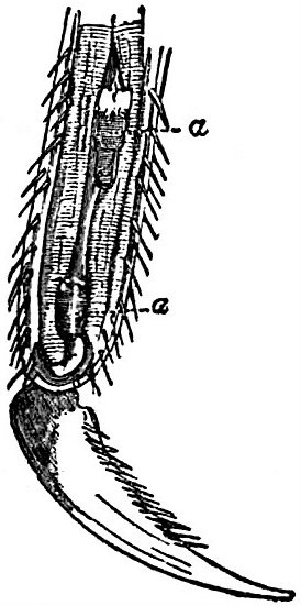 Nematomorpha
