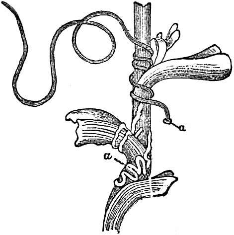 Nematomorpha
