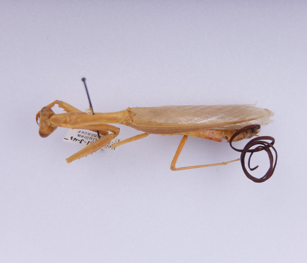 Nematomorpha