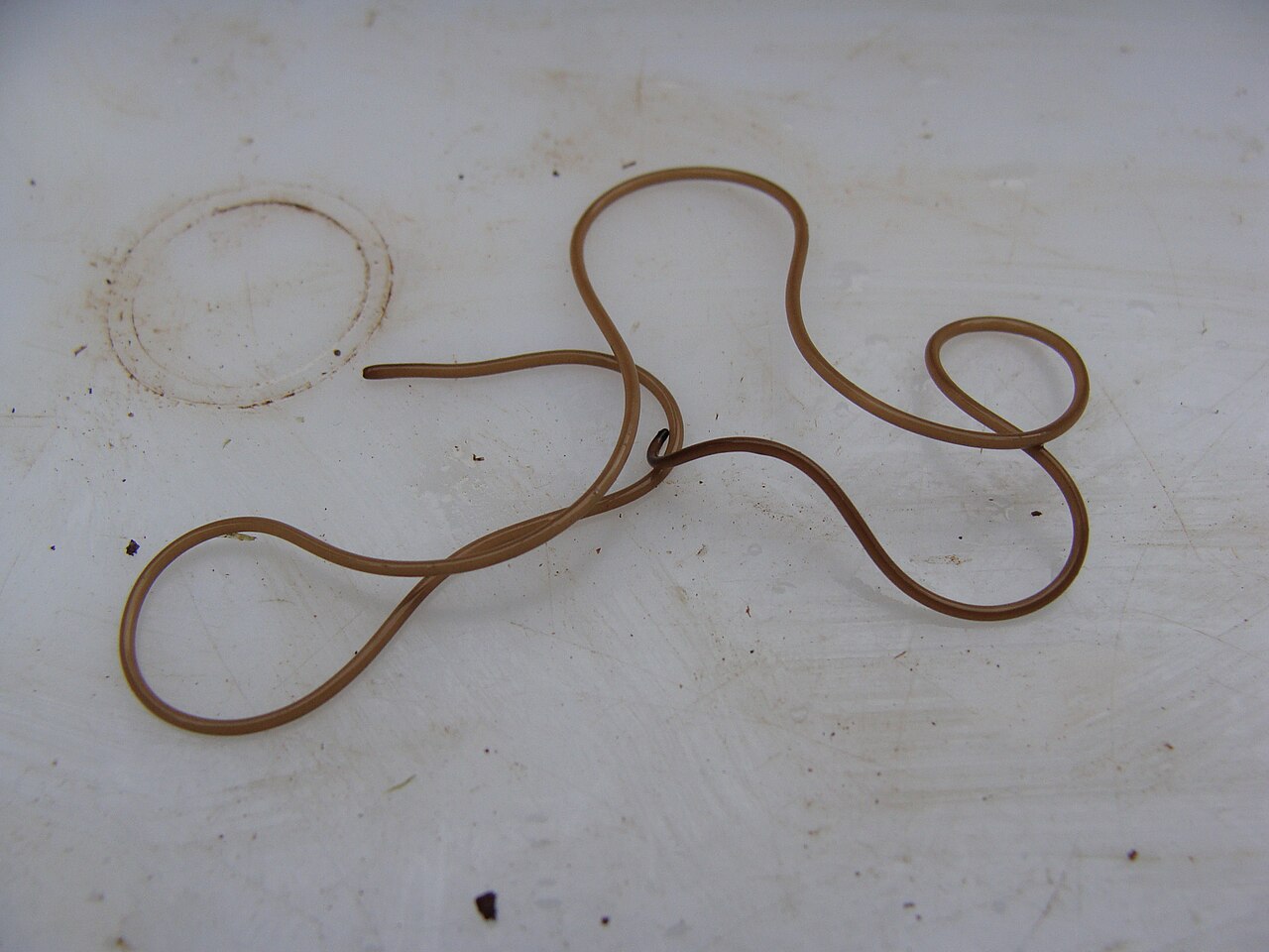Nematomorpha