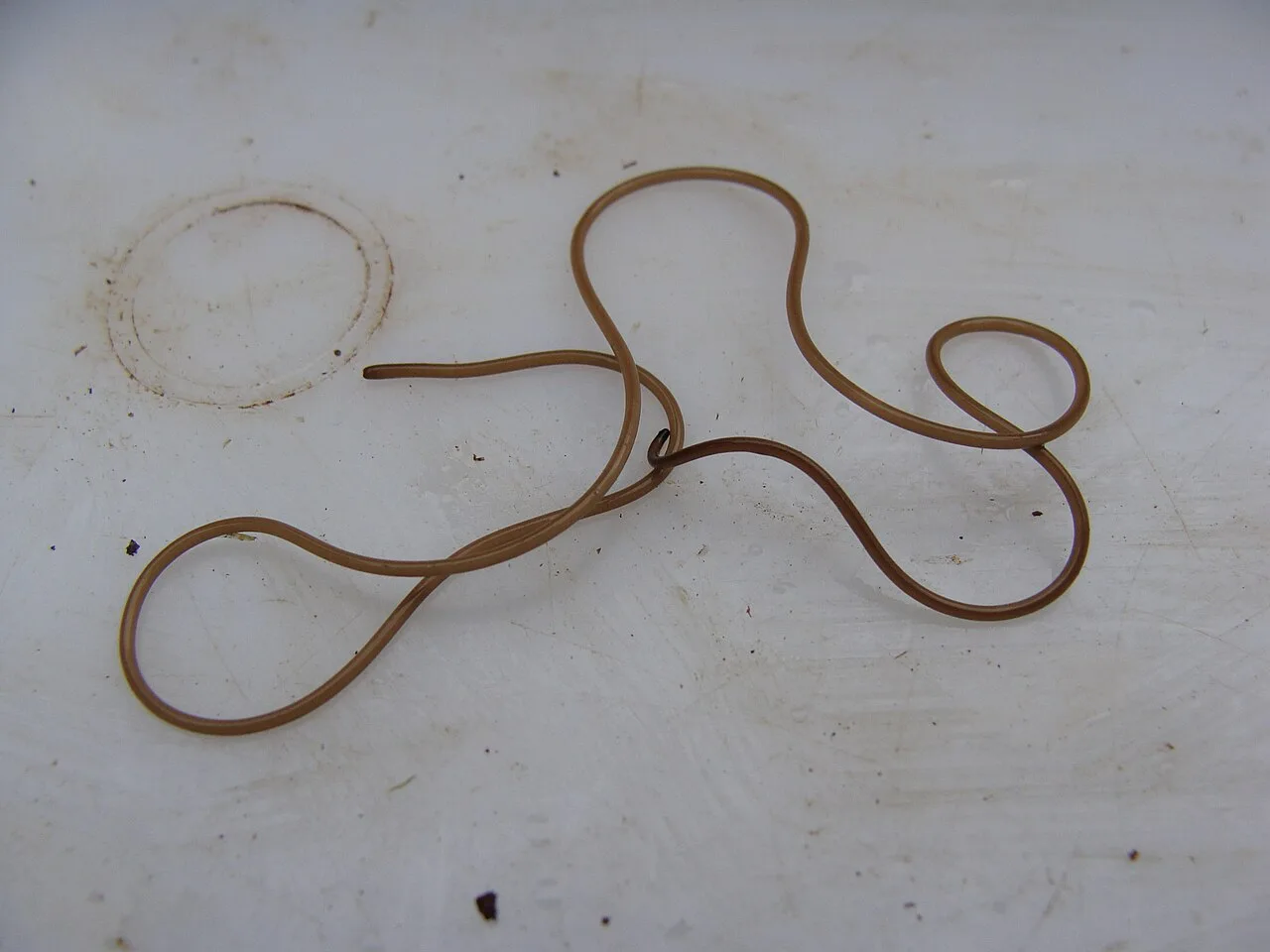 Nematomorpha