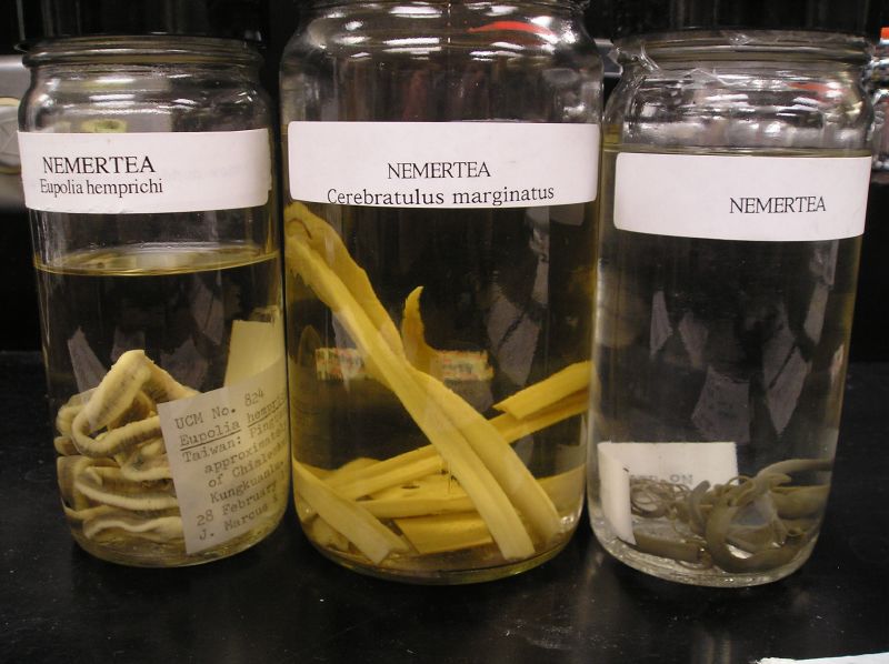 Nemertea
