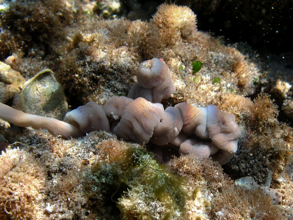 Nemertea