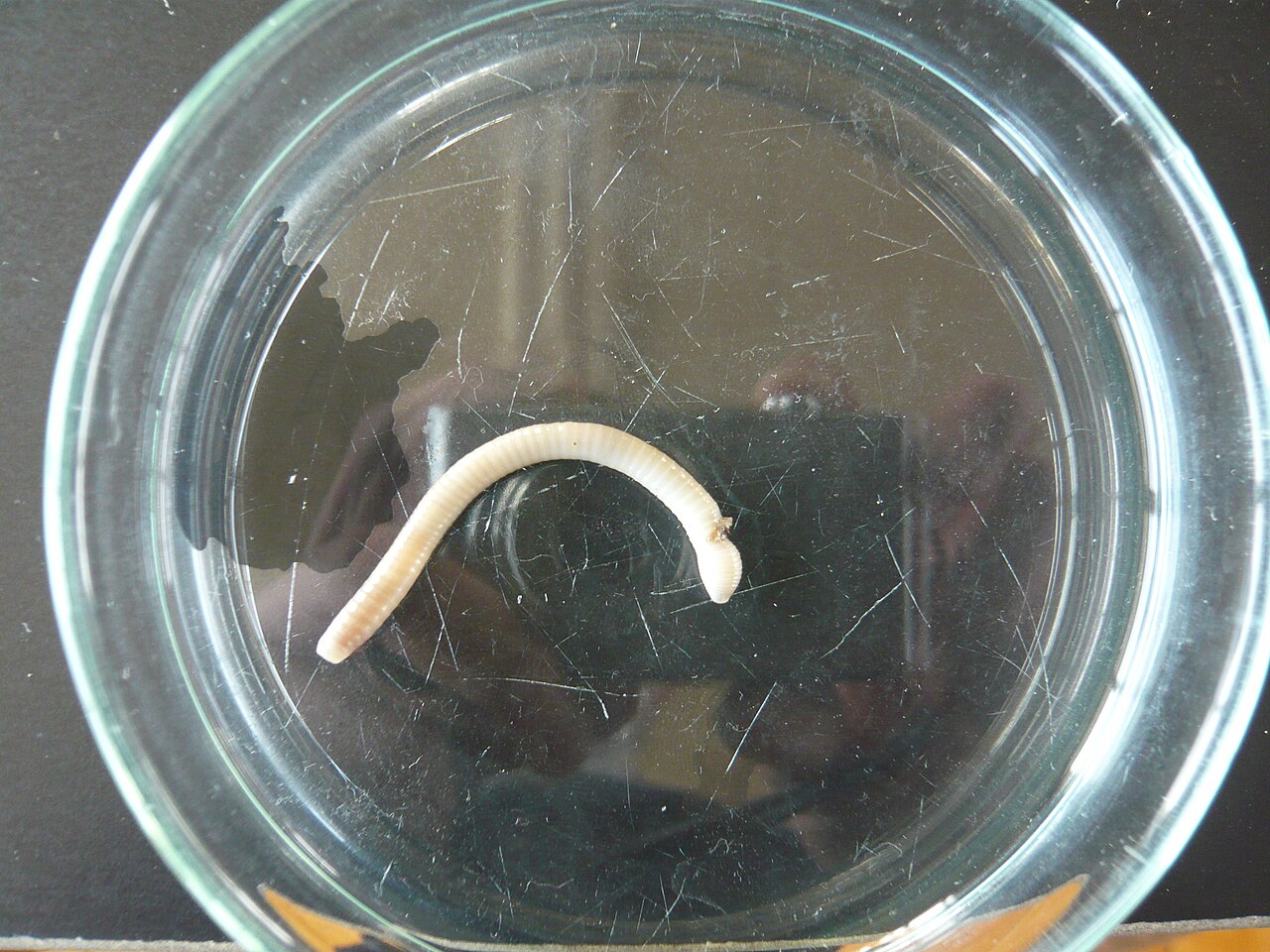 Oligochaeta