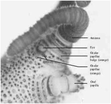Onychophora