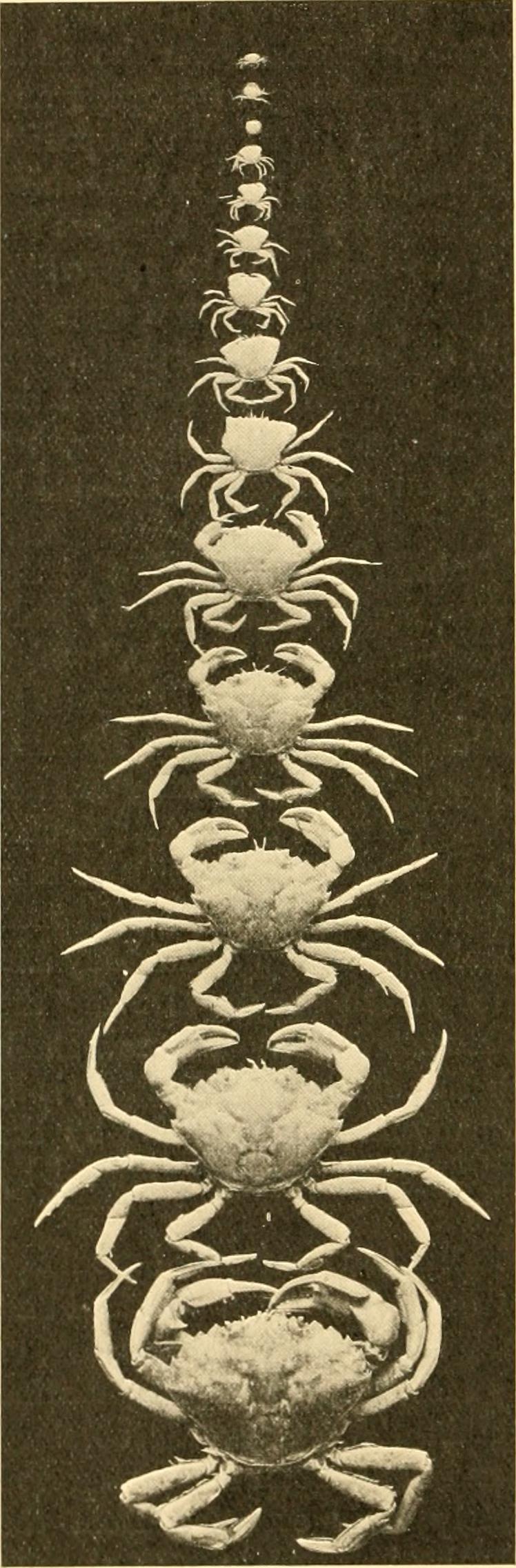 Onychophora