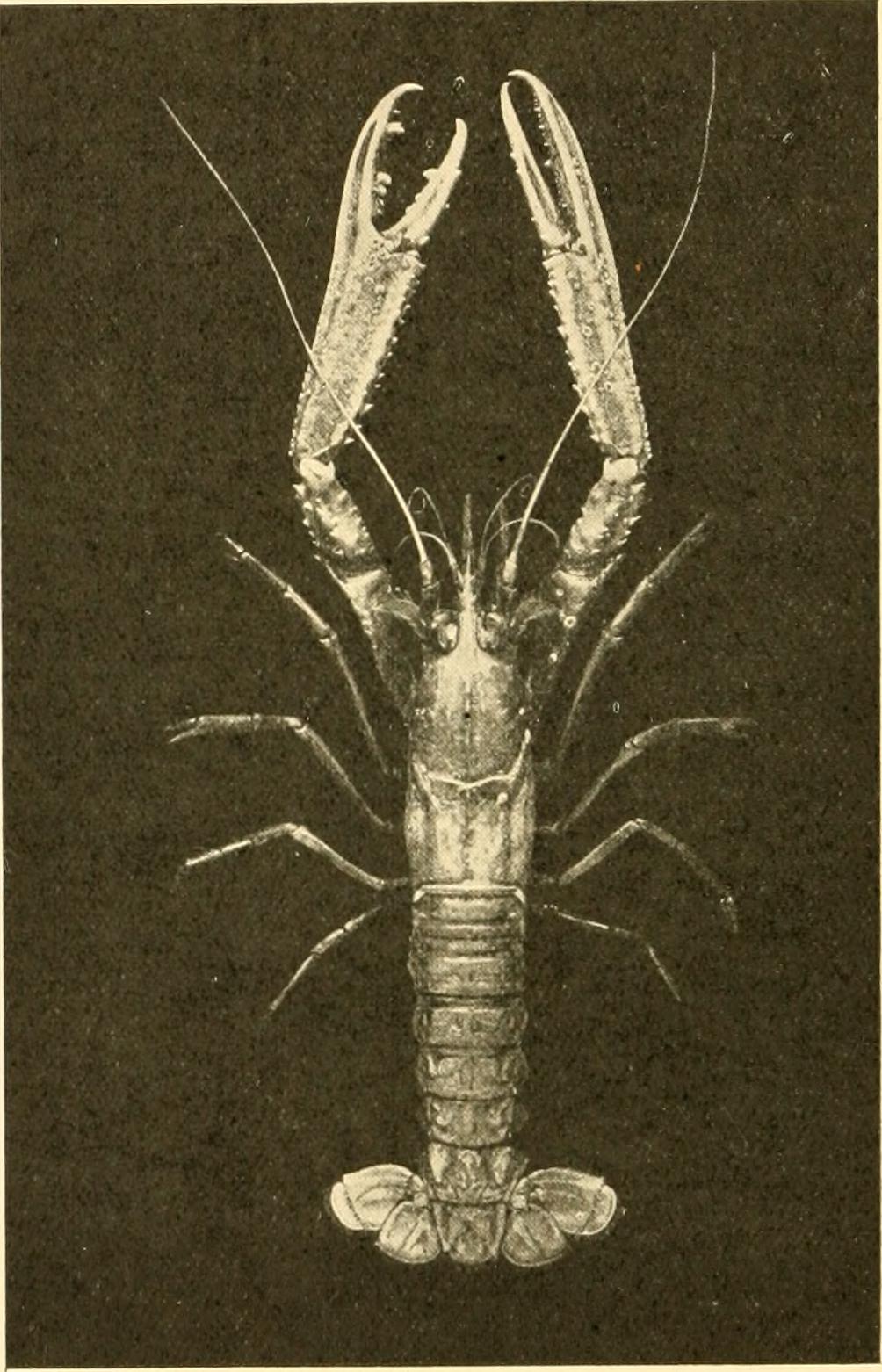 Onychophora