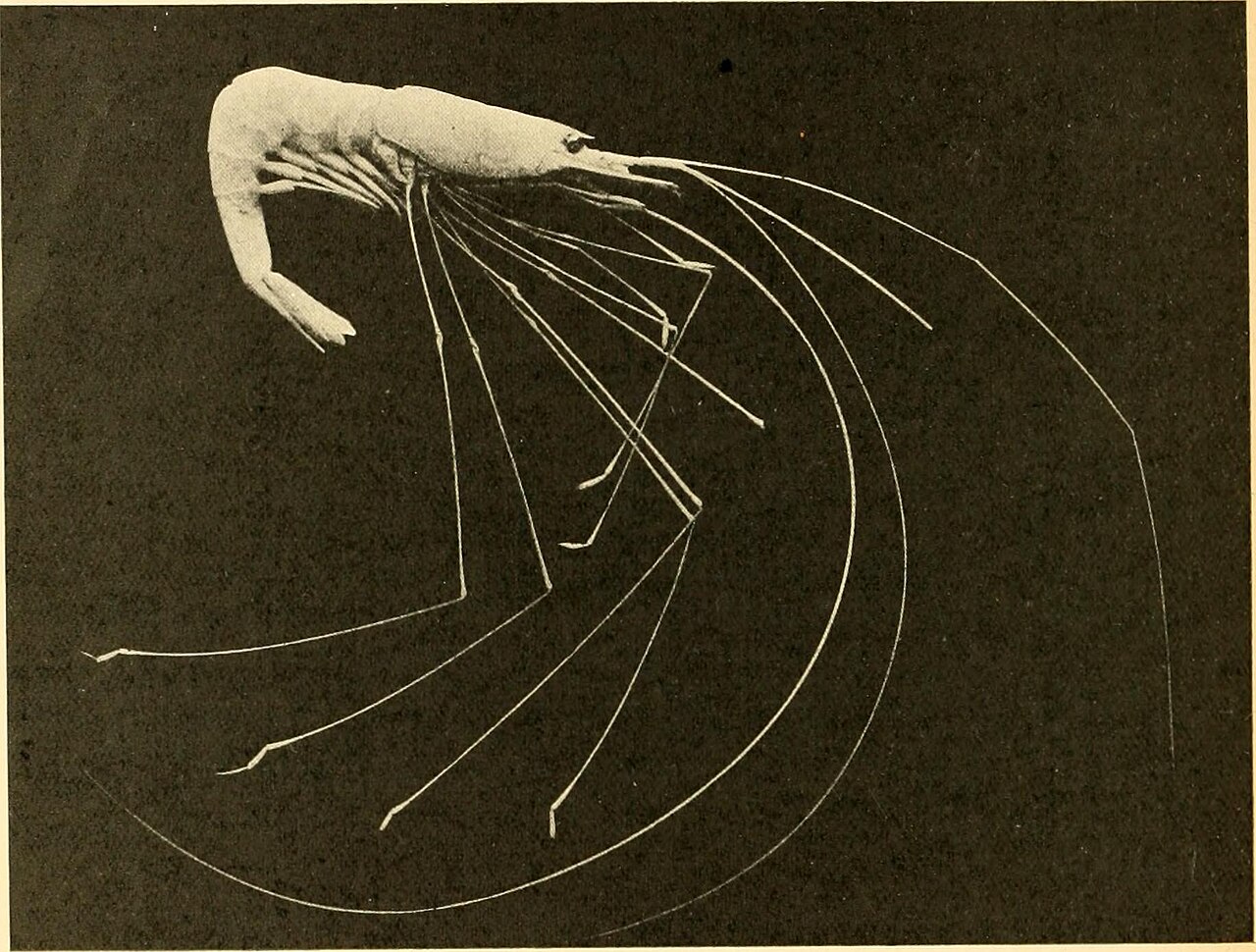 Onychophora