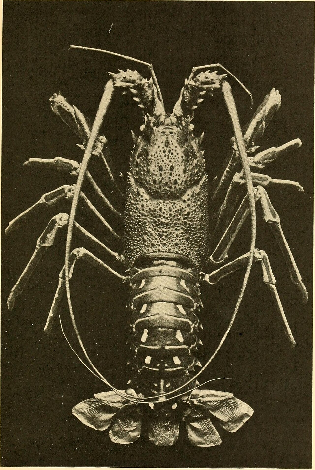 Onychophora