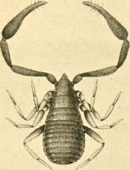 Onychophora
