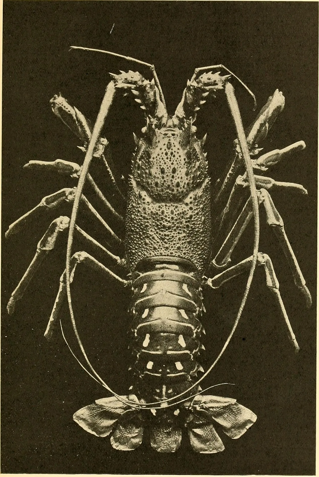 Onychophora