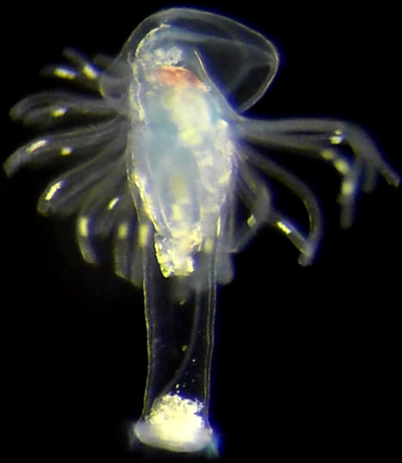 Phoronid