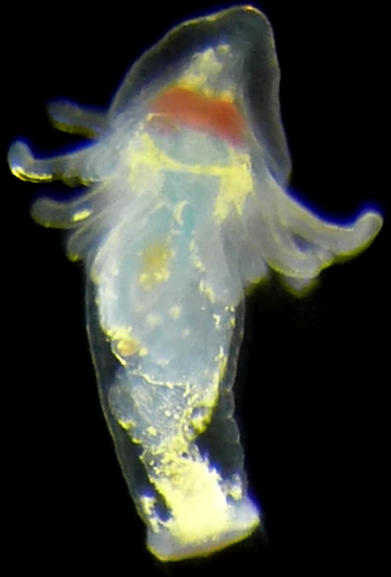 Phoronid