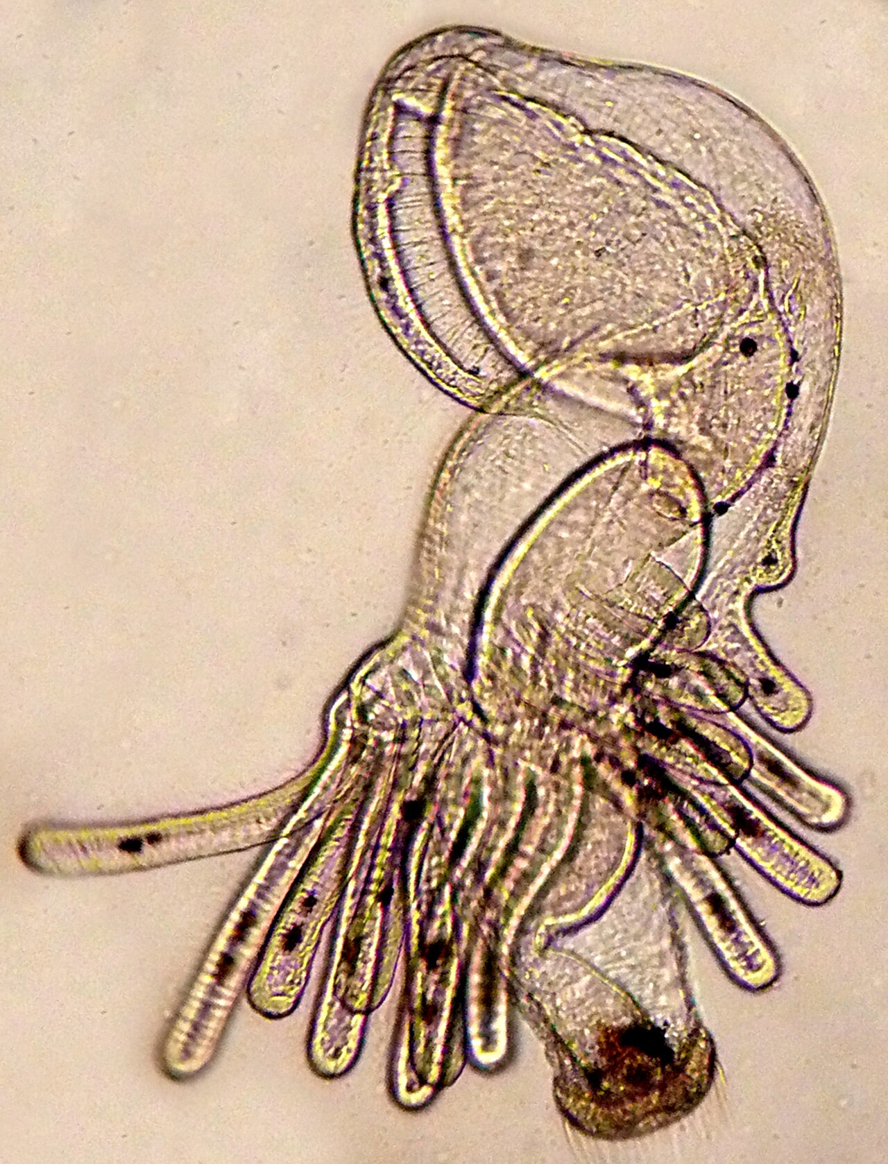 Phoronid
