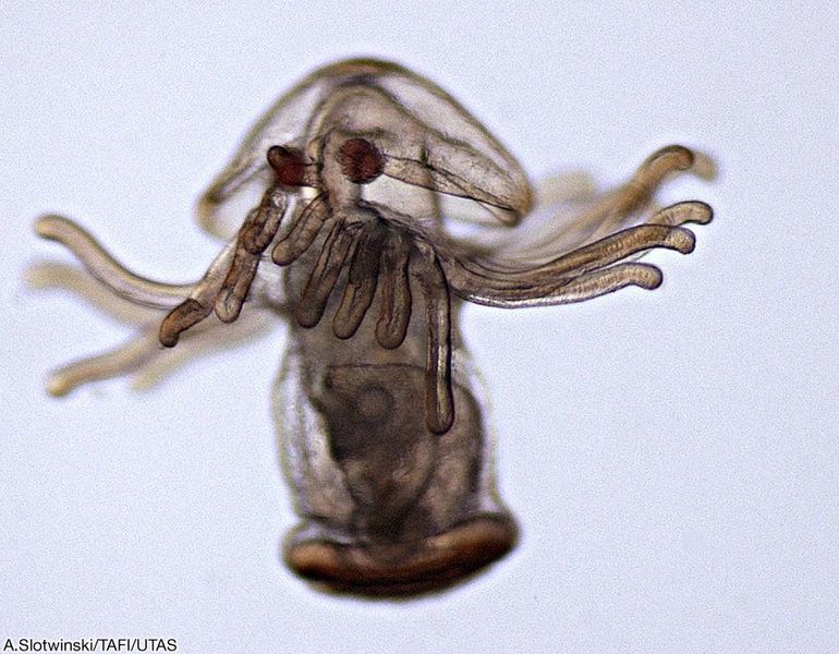 Phoronid