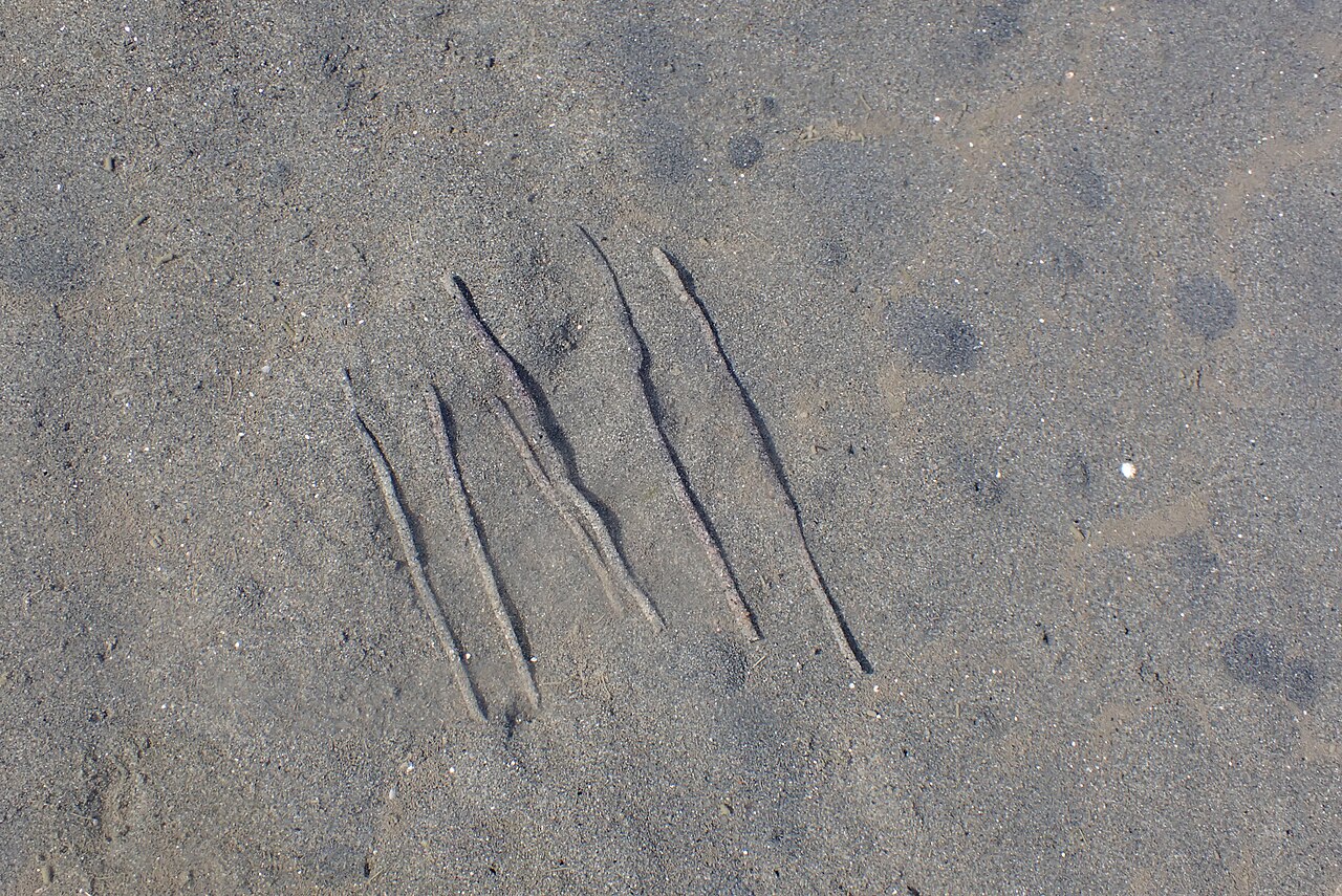 Phoronid