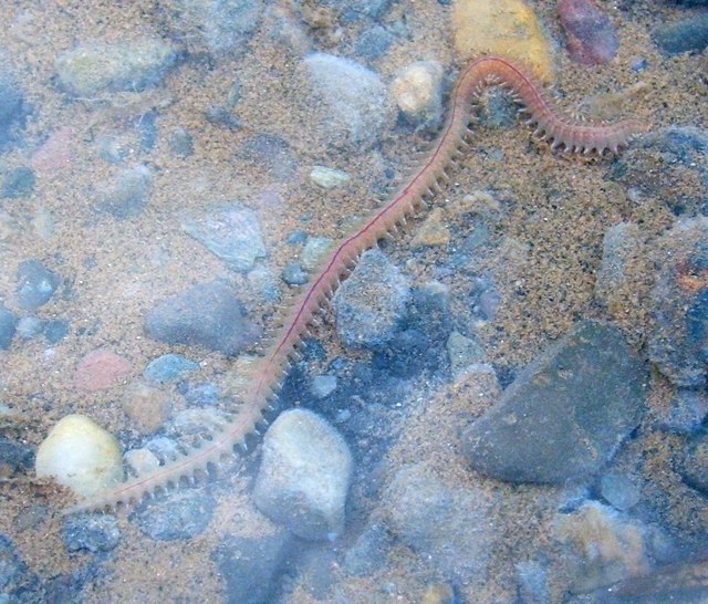 Polychaete