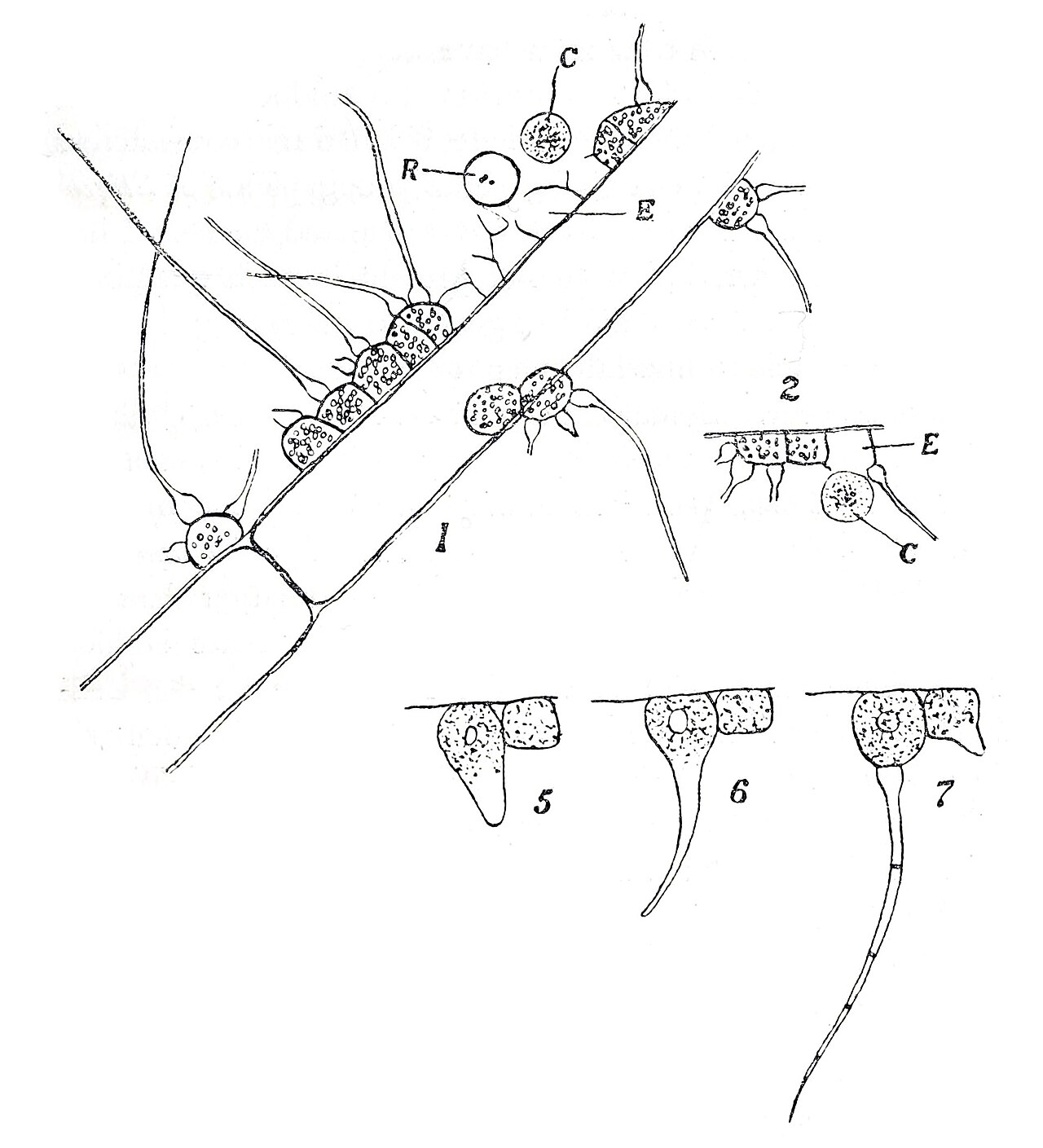 Polychaete