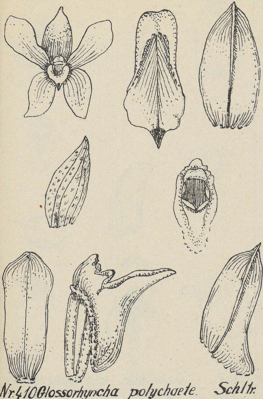 Polychaete
