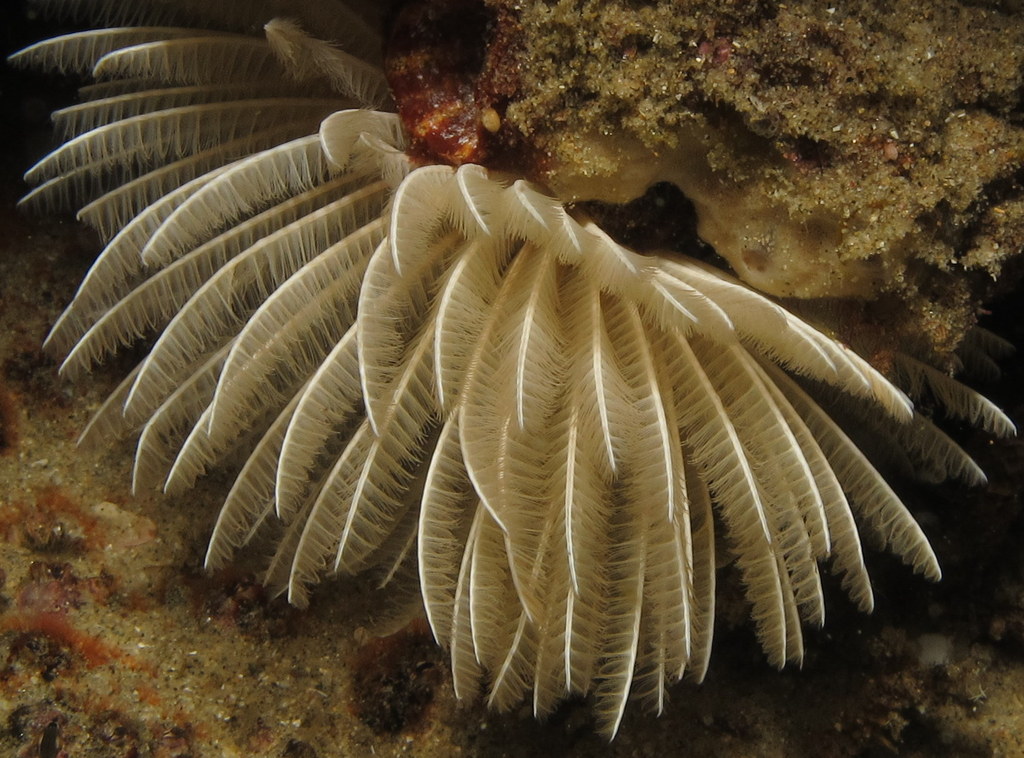 Polychaete