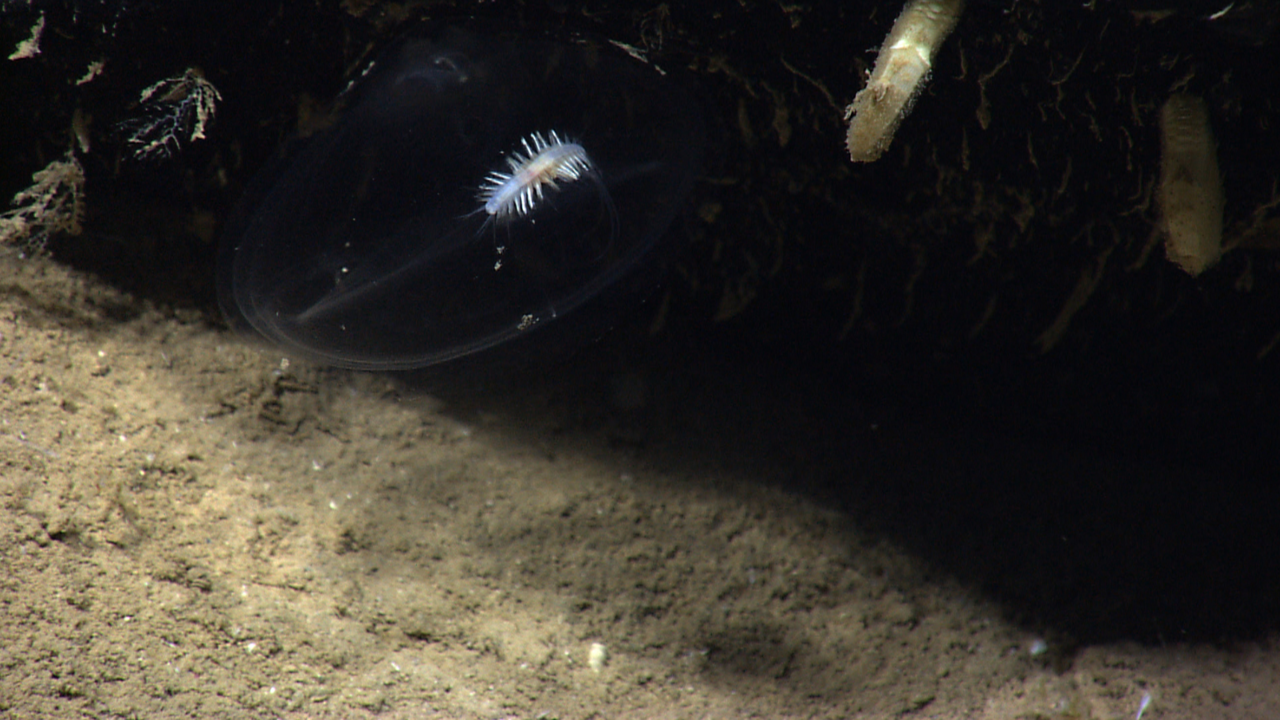 Polychaete
