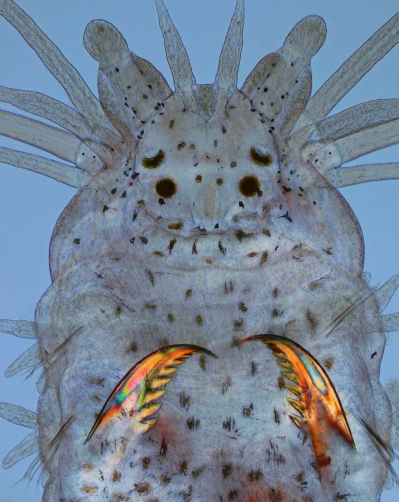 Polychaete
