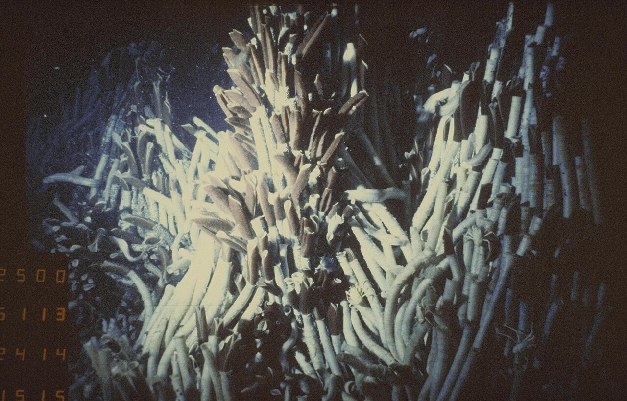 Riftia