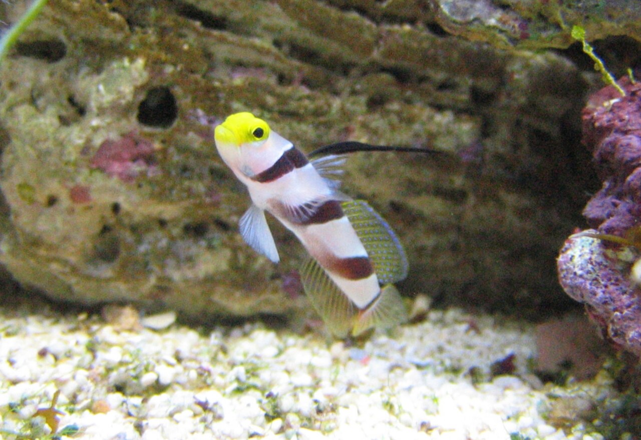 Black-ray goby
