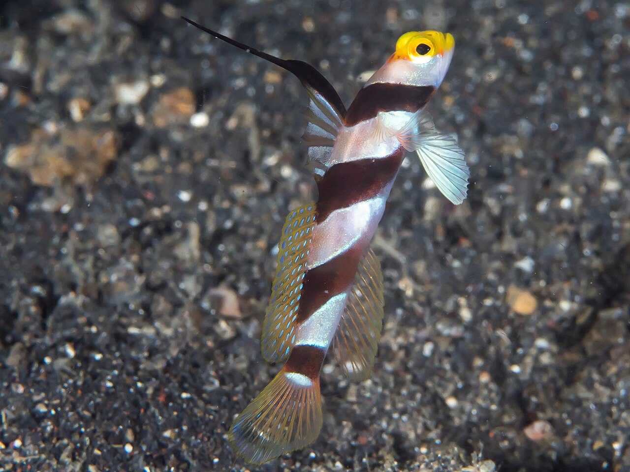 Black-ray goby