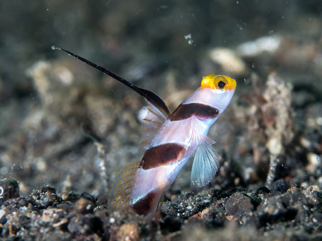 Black-ray goby